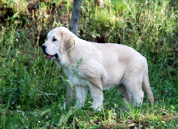 Bimba de los Montes Pravianos
Bimba de los Montes Pravianos. 11 semanas
Keywords: pravianos