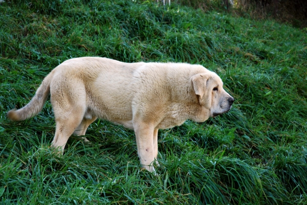 Zeus de Fuentemimbre 11 meses ( febrero 2007)
Cañon de Fuentemimbre x Sobia de Ablanera
vencedor absoluto cachorros monografica nacional 2006 España
Keywords: pravianos