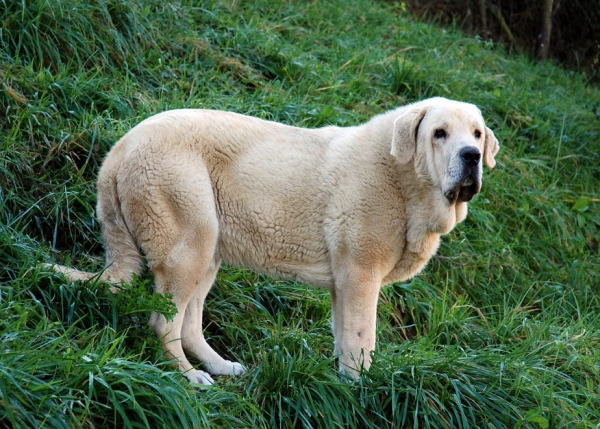 Zeus de Fuentemimbre 11 meses ( febrero 2007)
Cañon de Fuentemimbre x Sobia de Ablanera
vencedor absoluto cachorros monografica nacional 2006 España
Keywords: pravianos