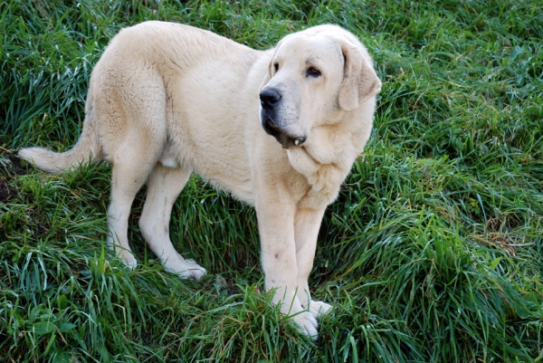 Zeus de Fuentemimbre 11 meses ( febrero 2007)
Cañon de Fuentemimbre x Sobia de Ablanera
vencedor absoluto cachorros monografica nacional 2006 España
Keywords: pravianos