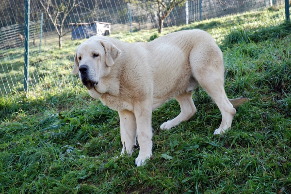 Zeus de Fuentemimbre 11 meses ( febrero 2007)
Cañon de Fuentemimbre x Sobia de Ablanera
vencedor absoluto cachorros monografica nacional 2006 España
Keywords: pravianos