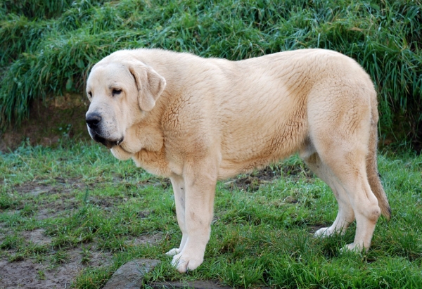 Zeus de Fuentemimbre 11 meses ( febrero 2007)
Cañon de Fuentemimbre x Sobia de Ablanera
vencedor absoluto cachorros monografica nacional 2006 España
Keywords: pravianos