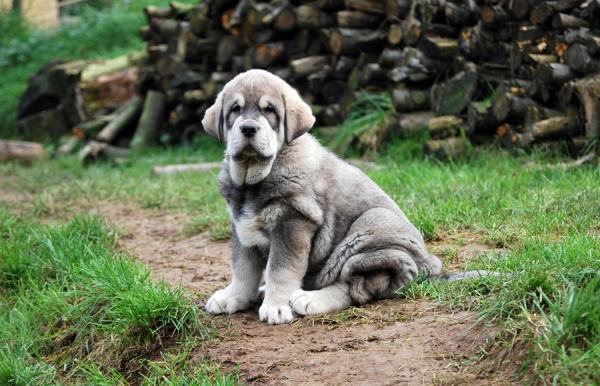 Cachorros de Trujillo x Bimba de los Montes Pravianos
Keywords: pravianos