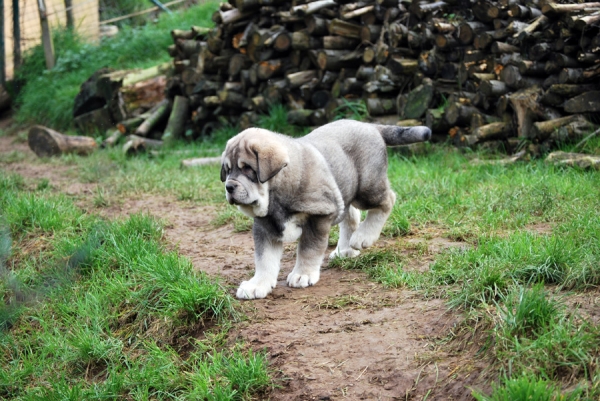 Cachorros de Trujillo x Bimba de los Montes Pravianos
Keywords: pravianos