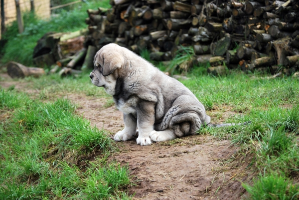 Cachorros de Trujillo x Bimba de los Montes Pravianos
Keywords: pravianos