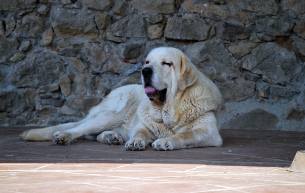 Bimba de los Montes Pravianos
Tejo de Fuente Mimbre x Atenea de Hazas de Cesto ( Hermana de camada de CH.Tigre de los Montes Pravianos)
Keywords: pravianos