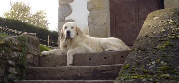 Bimba de Los Montes Pravianos, 10 meses
Bimba de los Montes Pravianos
Keywords: pravianos