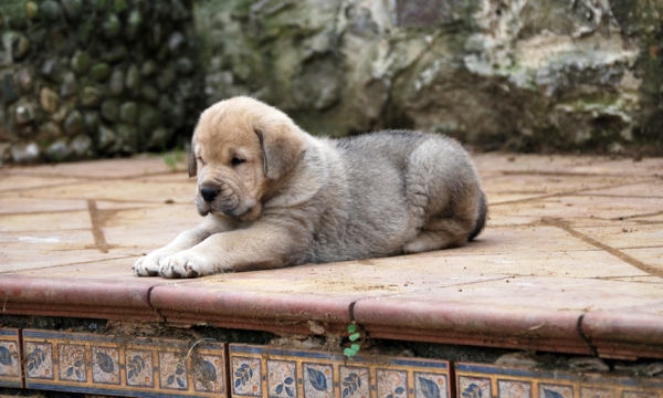 Montes Pravianos.Cachorro Hembra
Trujillo de los Montes Pravianos x Bimba de los Montes Pravianos. 51 dias. nacidos el 10/07/2011
Klíčová slova: pravianos