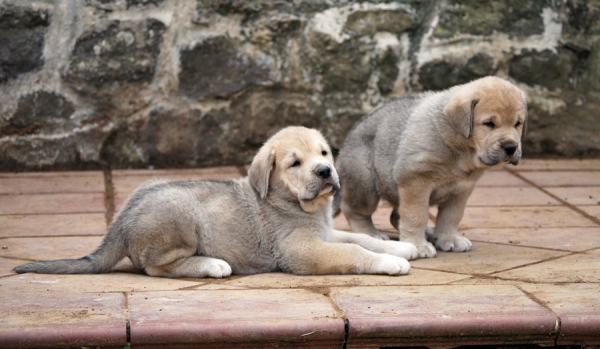 Montes Pravianos. Cachorros Hembra
Trujillo de los Montes Pravianos x Bimba de los Montes Pravianos. 51 dias. nacidos el 10/07/2011
Keywords: pravianos