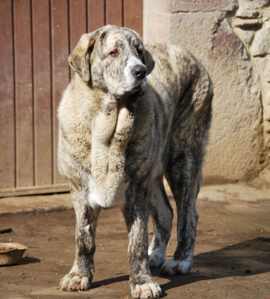 Selena de los Montes Pravianos
14 meses. Hija de Zeus de Fuente Mimbre y Ariel de los Montes Pravianos
Keywords: pravianos