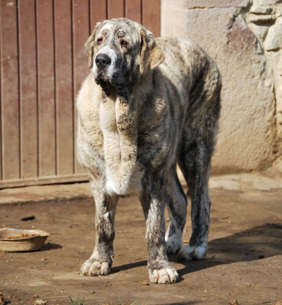 Selena de los Montes Pravianos
14 meses. Hija de Zeus de Fuente Mimbre y Ariel de los Montes Pravianos
Keywords: pravianos