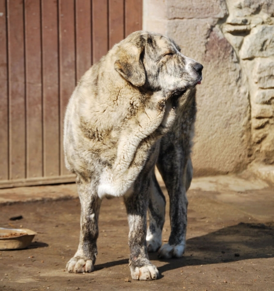 Selena de los Montes Pravianos
14 meses. Hija de Zeus de Fuente Mimbre y Ariel de los Montes Pravianos
Keywords: pravianos