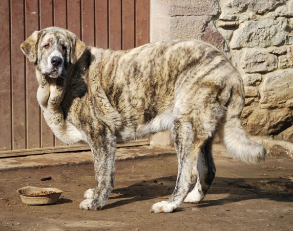 Selena de los Montes Pravianos
14 meses. Hija de Zeus de Fuente Mimbre y Ariel de los Montes Pravianos
Keywords: pravianos