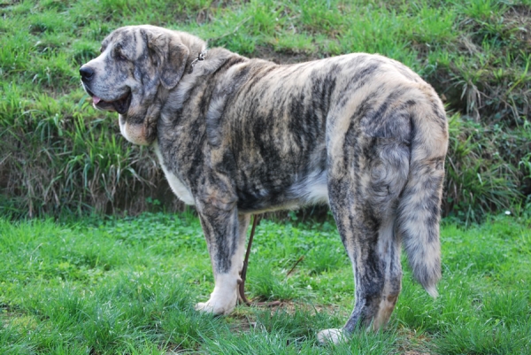 Tigre de los Montes Pravianos
Tejo de Fuente Mimbre x Athenea de Hazas de Cesto
Keywords: pravianos