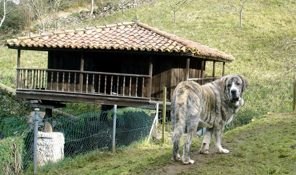 Tigre de los Montes Pravianos.
Tejo de Fuente Mimbre x Atenea de Hazas de Cesto
Keywords: pravianos