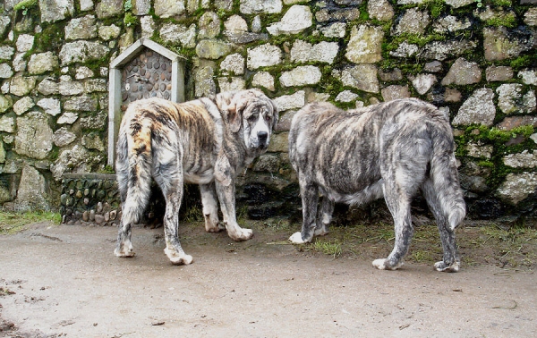 Tigre y Ariel de los Montes Pravianos.21 meses
Tejo de Fuente Mimbre x Atenea de Hazas de Cesto
Keywords: pravianos