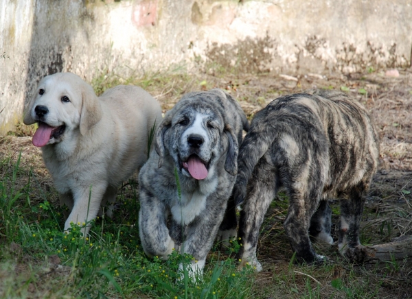 Ariel, Tigre y Bimba de los Montes Pravianos
Tigre, Ariel y Bimba de los Montes Pravianos. 11 semanas
Keywords: pravianos