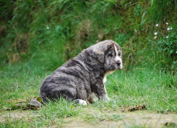 Varón de los Montes Pravianos
Zeus de Fuente Mimbre x Ariel de los Montes Pravianos
Keywords: pravianos varon zeus ariel selena iris simba montes pravianos tigre bimba