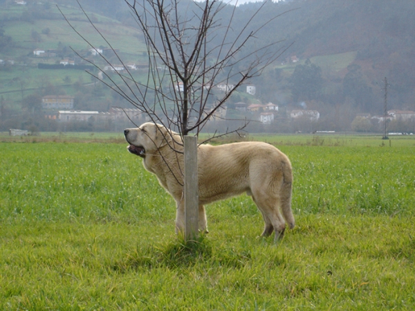 Zeus de Fuentemimbre.
Con 9 meses, diciembre 2006
Cañon de Fuentemimbre x Sobia de Ablanera
Keywords: pravianos