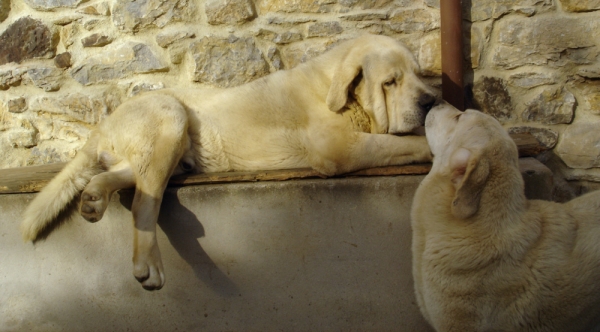 Zeus de Fuente Mimbre y Bimba de los Montes Pravianos
Zeus de Fuente Mimbre y Bimba de los Montes Pravianos
Keywords: pravianos