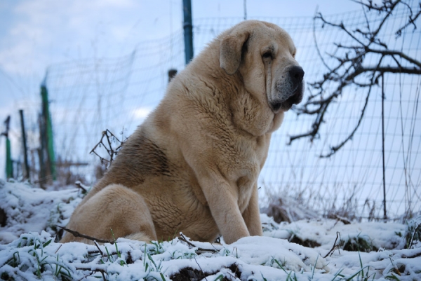 Zeus de Fuente Mimbre
Cañón de Fuente Mimbre x Sobia de Ablanera
Keywords: pravianos snow nieve