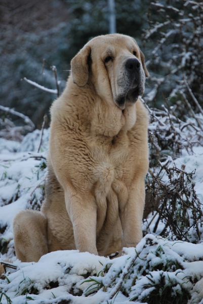 Zeus de Fuente Mimbre
Cañón de Fuente Mimbre x Sobia de Ablanera
Keywords: pravianos snow nieve