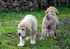 Filename=DSC_0012.jpg
Filesize=202KiB
Dimensions=1013x709
Date added=%490 %09, %2010 DSC_0012.jpg