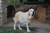 Filename=bimbi002.jpg
Filesize=146KiB
Dimensions=900x602
Date added=%592 %29, %2009 bimbi002.jpg