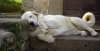 Filename=bimbi102.jpg
Filesize=232KiB
Dimensions=1000x518
Date added=%549 %03, %2008 bimbi102.jpg