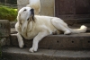 Filename=bimbi103.jpg
Filesize=280KiB
Dimensions=1000x673
Date added=%549 %03, %2008 bimbi103.jpg