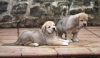 Filename=chica3y1.jpg
Filesize=226KiB
Dimensions=900x524
Date added=%436 %24, %2011 chica3y1.jpg