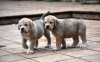 Filename=chica3y2.jpg
Filesize=216KiB
Dimensions=850x528
Date added=%436 %24, %2011 chica3y2.jpg