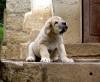 Filename=leon4_jpg.jpg
Filesize=141KiB
Dimensions=800x663
Date added=%947 %05, %2009 leon4_jpg.jpg