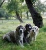 Filename=los-3-8.jpg
Filesize=190KiB
Dimensions=816x905
Date added=%626 %03, %2007 los-3-8.jpg