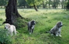 Filename=los-3-9.jpg
Filesize=319KiB
Dimensions=1095x706
Date added=%625 %03, %2007 los-3-9.jpg