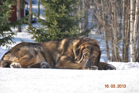  Azlan (Muscular Azlan El Mundo)
Keywords: HÃ¤kkinen snow nieve