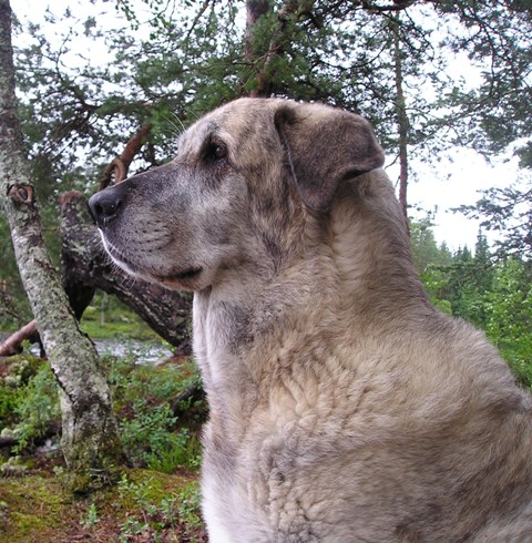 Leevi July 2007
Leevi, look some interesting things ?

Dear Leevi ( almost 11 years ) died in this morning (16.2.1999-2.11.2009) 
Keywords: memoria HÃ¤kkinen