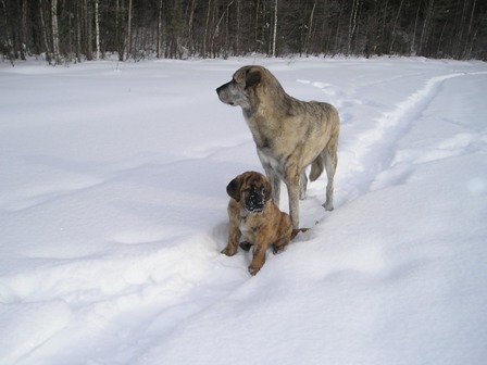 Leona (HAREM ULMAF KABO-KALLIS) 4 months with Leevi 7 years
Keywords: HÃ¤kkinen snow nieve