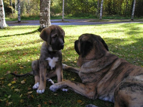  Azlan (Muscular Azlan El Mundo) 11 week`s old, and Leona 1Y 9M
Keywords: HÃ¤kkinen