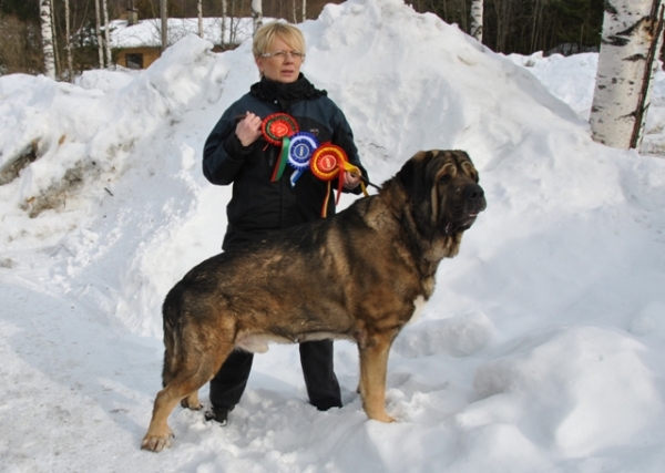 Muscular Azlan El Mundo - exc.1, CAC, BOB ......Finnish Champion
19.3.2011 Tuusniemi in Finland 
Keywords: HÃ¤kkinen