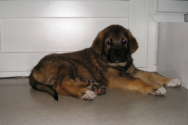 Muscular Azlan El Mundo 8 week`s old, Azlan
First evening on my new home.
Keywords: HÃ¤kkinen