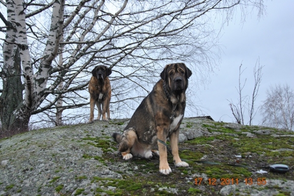 Leona (Harem Ulmaf Kabo-Kallis) 6 Y and Azlan (Muscular Azlan El Mundo) 4Y
Keywords: HÃ¤kkinen