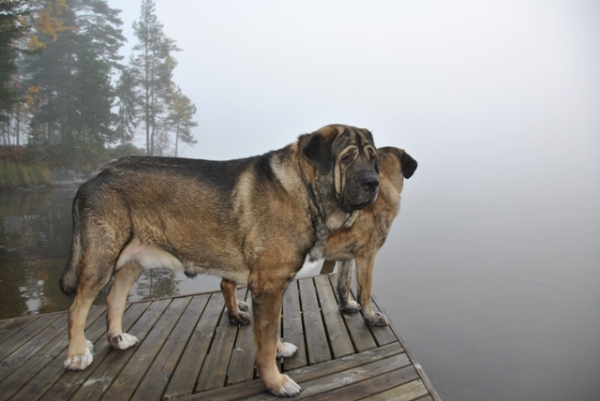 Misty morning 10/2010
Azlan (Muscular Azlan El Mundo) and Leona (Harem Ulmaf Kabo-Kallis)
Keywords: HÃ¤kkinen