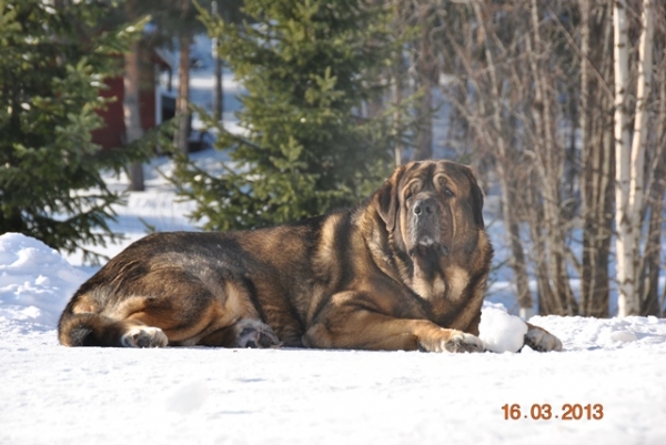  Azlan (Muscular Azlan El Mundo) 
Kľúčové slová: HÃ¤kkinen snow nieve