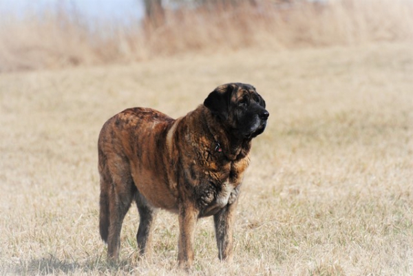 R.I.P. Harem Ulmaf Kabo-Kallis, "LEONA" 08.12.2005-06.06.2016.
We miss you Leona, rest in peace without pain
Ključne reči: memoria HÃ¤kkinen