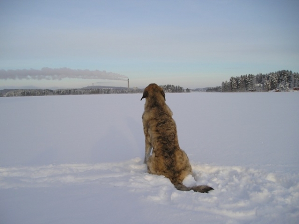 Leevi January 2007 up to -30°
Keywords: HÃ¤kkinen snow nieve