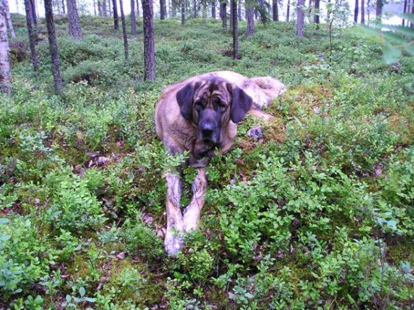 Leona (HAREM ULMAF KABO-KALLIS)
Leona and Finnish nature July 2007
Keywords: HÃ¤kkinen