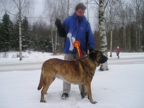 Harem Ulmaf Kabo-Kallis "Leona" 23 M
Finland Jyväskylä International Show, 18.11.2007 : Excellent, Best of Breed, FIN CAC, CACIB
Judge: Manlio Massa Italia
Keywords: HÃ¤kkinen