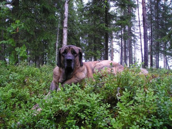 Leona (HAREM ULMAF KABO-KALLIS)
Leona and Finnish nature July 2007
Keywords: HÃ¤kkinen