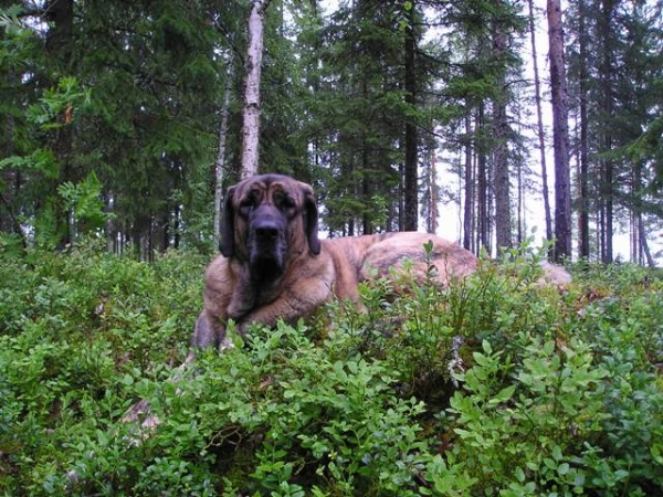 Leona (HAREM ULMAF KABO-KALLIS)
Leona and Finnish nature July 2007
Keywords: HÃ¤kkinen